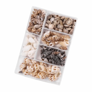 Set schelpjes (6-delig)